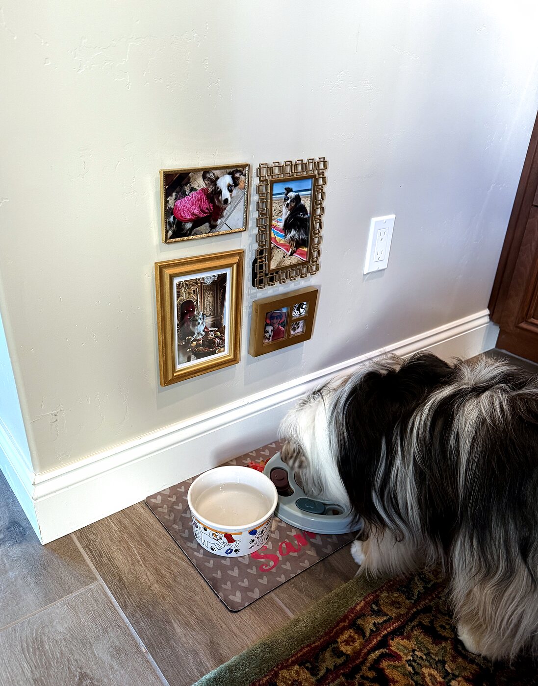 Wine room after — a dog's gallery wall at dish level with four gold-framed portraits above the feeding station